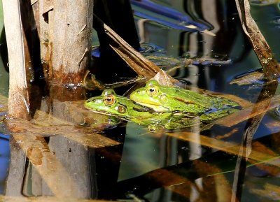 Groene Kikkers - Green Frogs