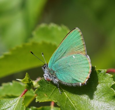 Groentje - Green Hairstreak