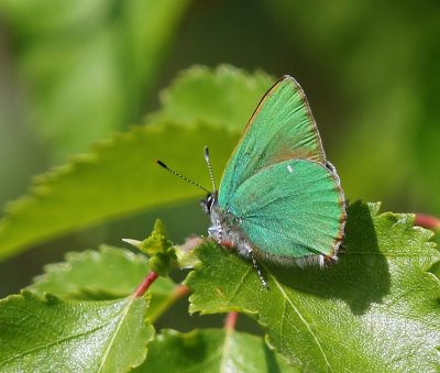 Groentje - Green Hairstreak