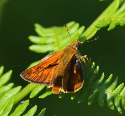 Groot Dikkopje - Large Skipper