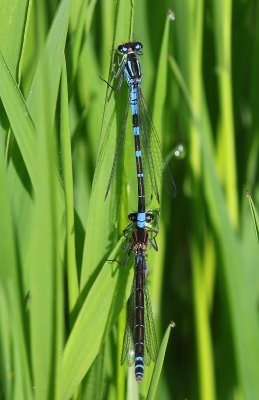 Maanwaterjuffers - Crescent Bluets