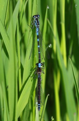 Maanwaterjuffers - Crescent Bluets