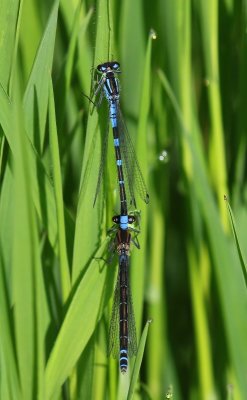 Maanwaterjuffers - Crescent Bluets