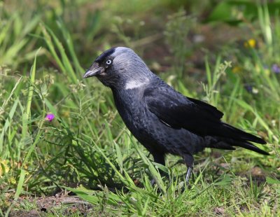 Noordse Kauw - Nordic Jackdaw