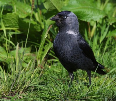 Noordse Kauw - Nordic Jackdaw