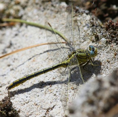 Plasrombout - Western Clubtail