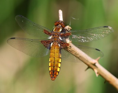Platbuik - Broad-bodied Chaser