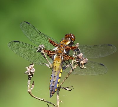 Platbuik - Broad-bodied Chaser