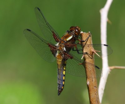 Platbuik - Broad-bodied Chaser