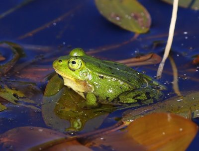 Poelkikker - Pool Frog