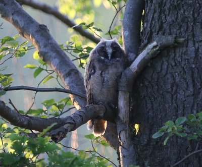 Ransuil - Long-eared Owl