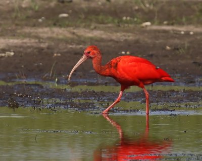 Rode Ibis - Scarlet Ibis