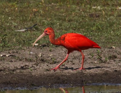 Rode Ibis - Scarlet Ibis