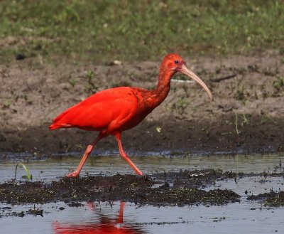 Rode Ibis - Scarlet Ibis