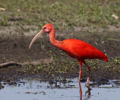 Rode Ibis - Scarlet Ibis