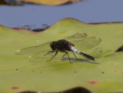 Sierlijke Witsnuitlibel - Lilypad Whiteface