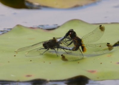 Sierlijke Witsnuitlibellen - Lilypad Whitefaces