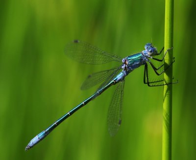 Tangpantserjuffer - Scarce Emerald Damselfly