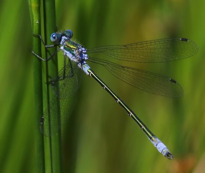 Tangpantserjuffer - Scarce Emerald Damselfly