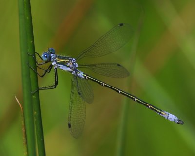 Tangpantserjuffer - Scarce Emerald Damselfly