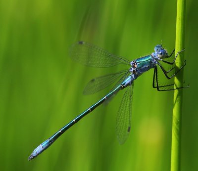 Tangpantserjuffer - Scarce Emerald Damselfly
