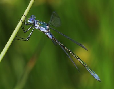 Tangpantserjuffer - Scarce Emerald Damselfly
