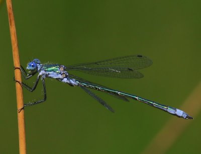 Tangpantserjuffer - Scarce Emerald Damselfly