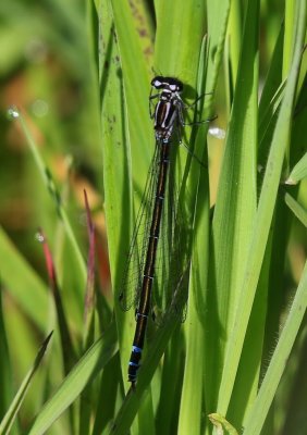 Variabele Waterjuffer - Variable Bluet