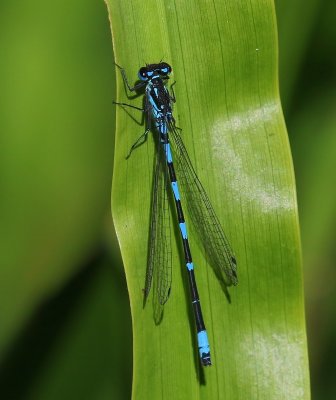 Variabele Waterjuffer - Variable Bluet