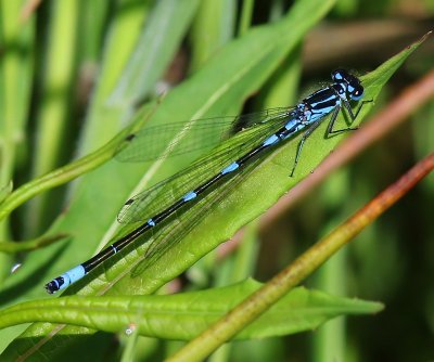 Variabele Waterjuffer - Variable Bluet