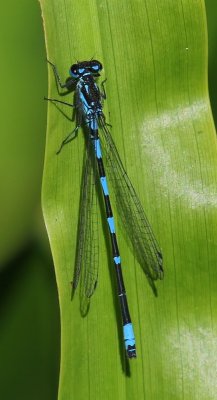 Variabele Waterjuffer - Variable Bluet