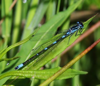 Variabele Waterjuffer - Variable Bluet