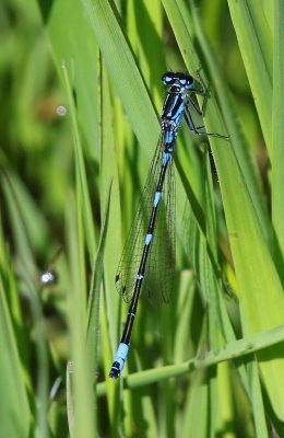 Variabele Waterjuffer - Variable Bluet