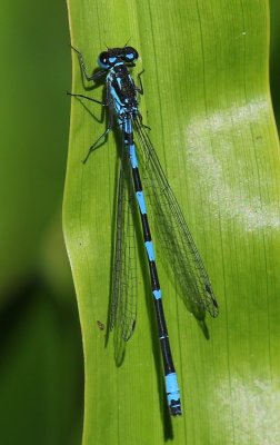 Variabele Waterjuffer - Variable Bluet
