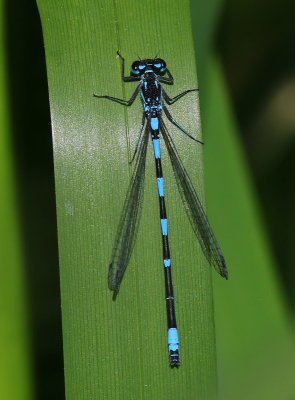 Variabele Waterjuffer - Variable Bluet