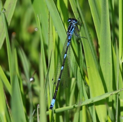Variabele Waterjuffer - Variable Bluet