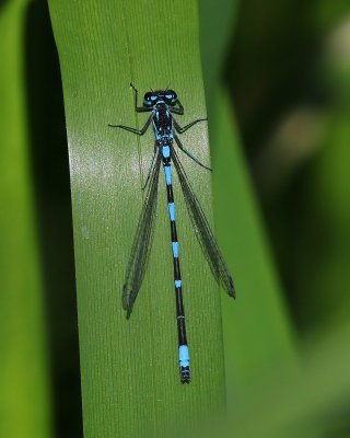 Variabele Waterjuffer - Variable Bluet