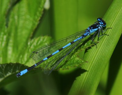 Variabele Waterjuffer - Variable Bluet