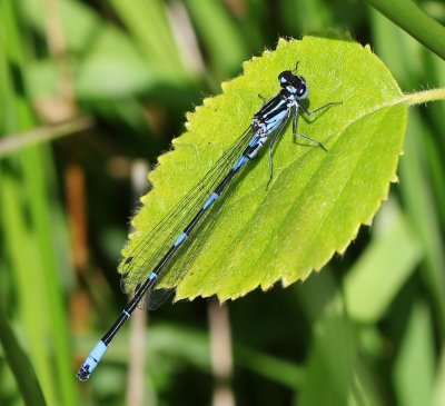 Variabele Waterjuffer - Variable Bluet
