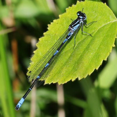 Variabele Waterjuffer - Variable Bluet