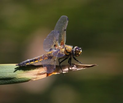 Viervlek - Four-spotted Chaser