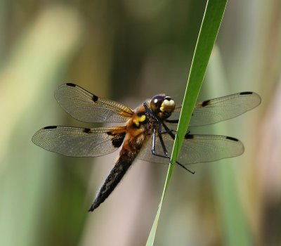Viervlek - Four-spotted Chaser