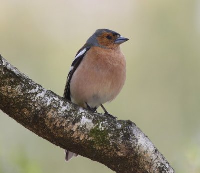 Vink - Common Chaffinch