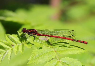 Vuurjuffer - Large Redc Damselfly
