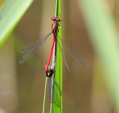 Vuurjuffer - Large Redc Damselfly