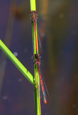 Vuurjuffers - Large Redc Damselflies