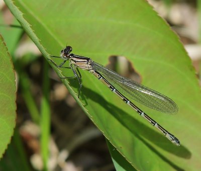 Watersnuffel - Common Bluet