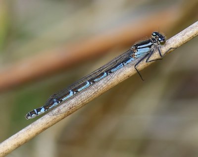 Watersnuffel - Common Bluet