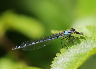 Watersnuffel - Common Bluet
