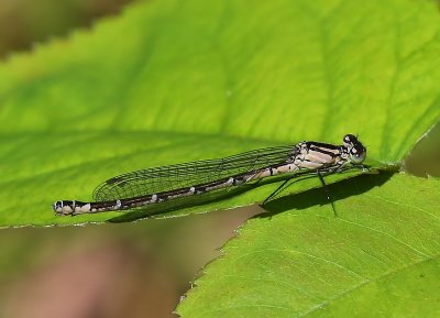 Watersnuffel - Common Bluet